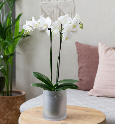 Hvit orkidé i glasspotte